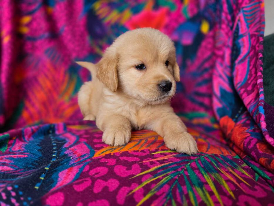 GOLDEN RETRIEVER-złote szczeniaki, śliczne, ZKwP/FCI