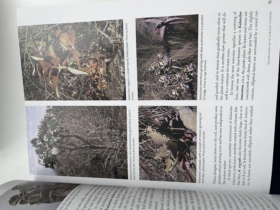 Велика нова книжка про сукуленти англійською