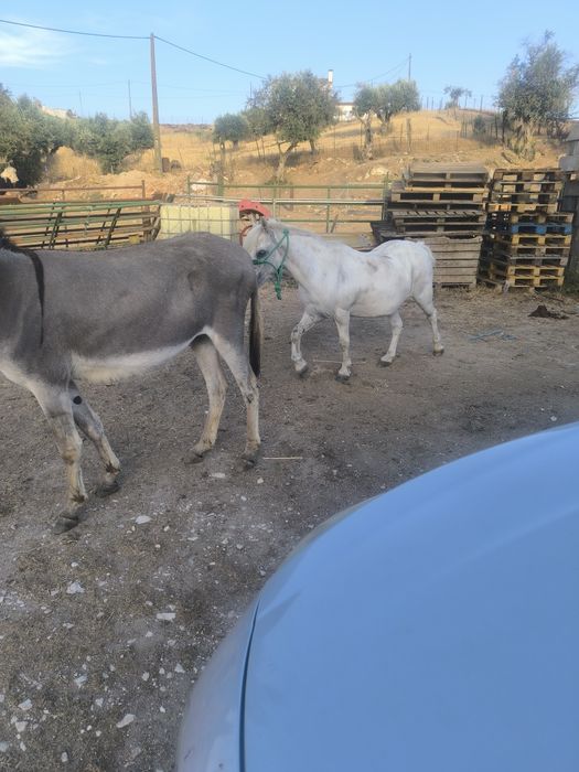 Burrinhos mansos