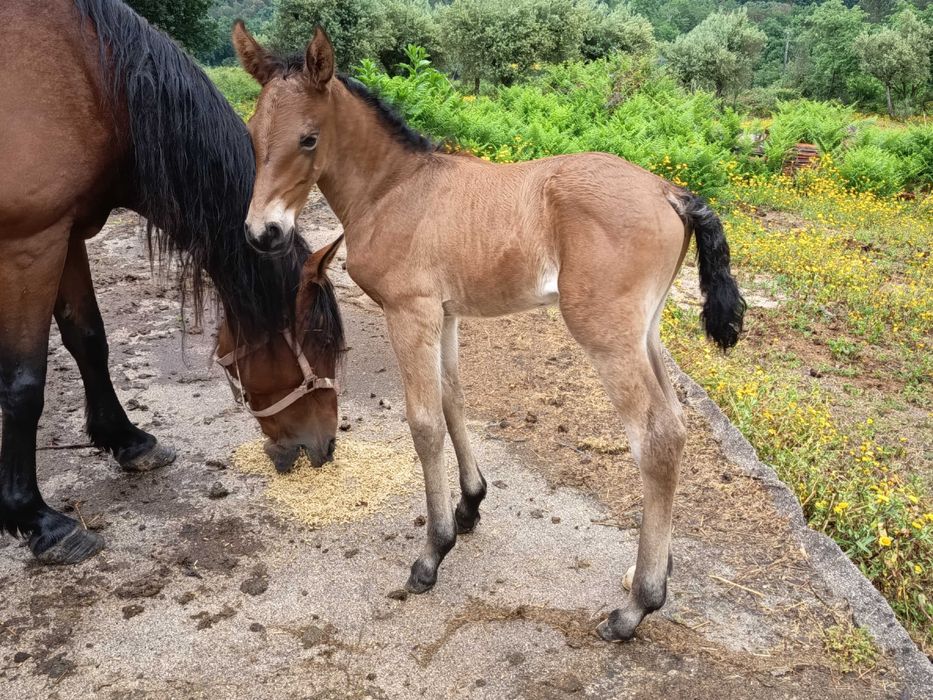 Égua Alter Real com poldro filho Lord Plus