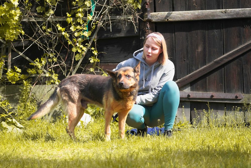 Hiron - starszy pies w typie owczarek niemiecki