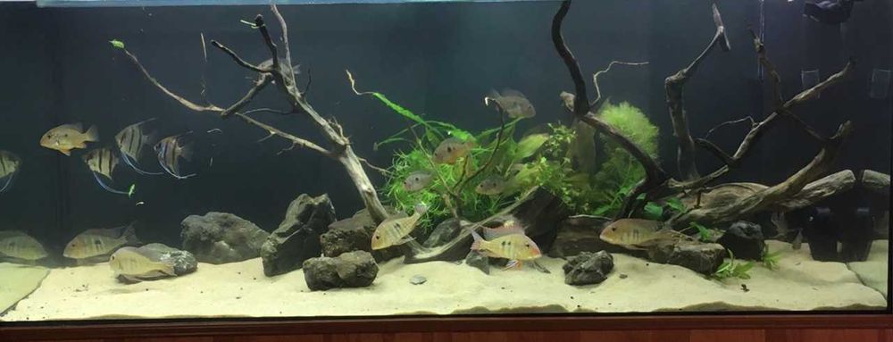 Чистка аквариума в Житомире и области