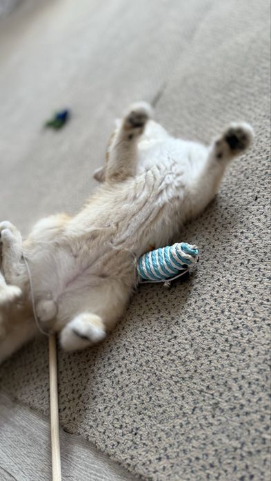 Хлопчик шиншилка котик