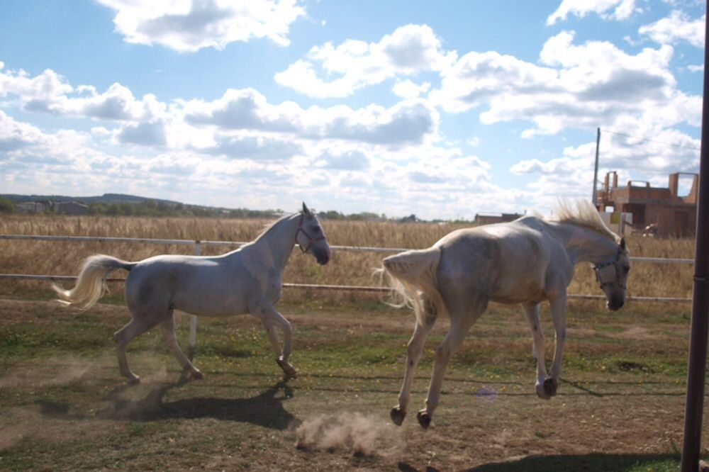 Oddam za darmo obornik koński, super jakość, SZCZĘŚLIWE KONIE, Połomia