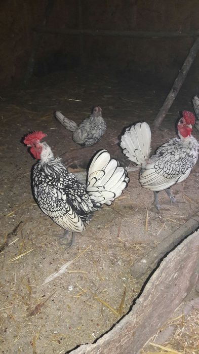 Куры сибрайт серебро продам