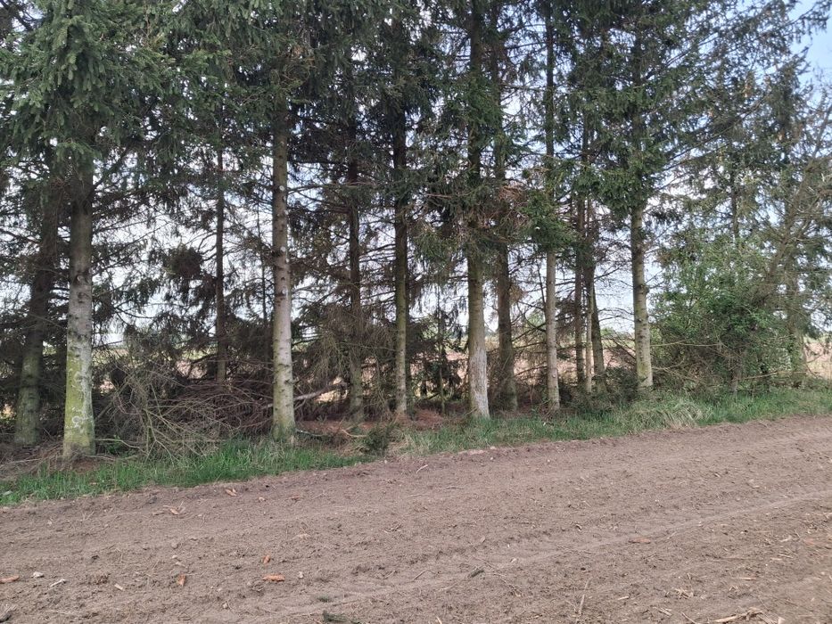 Oddam świerki w zamian za wycinke.