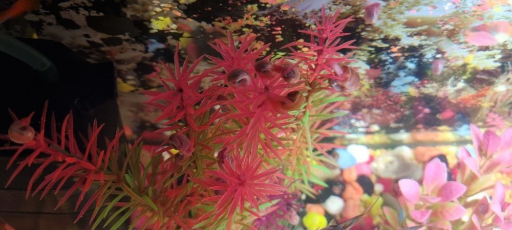 Caracois de aquario