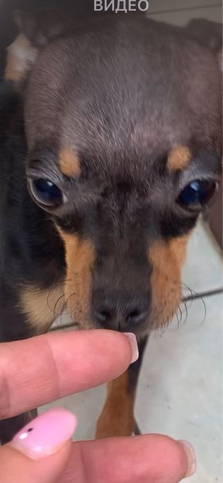 Элегантная Брюнеточка тойя