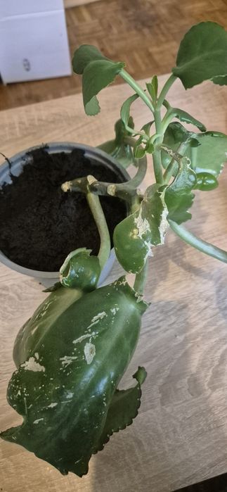 kwiat kalanchoe oddam