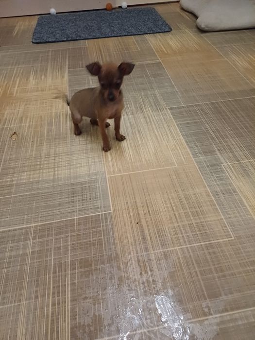 Мини той терьерчики.