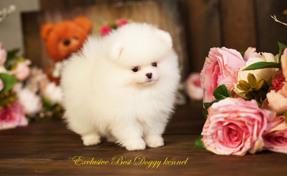 Цуценята померанські шпіци. SUPER VIP в типі ведмедик з документами