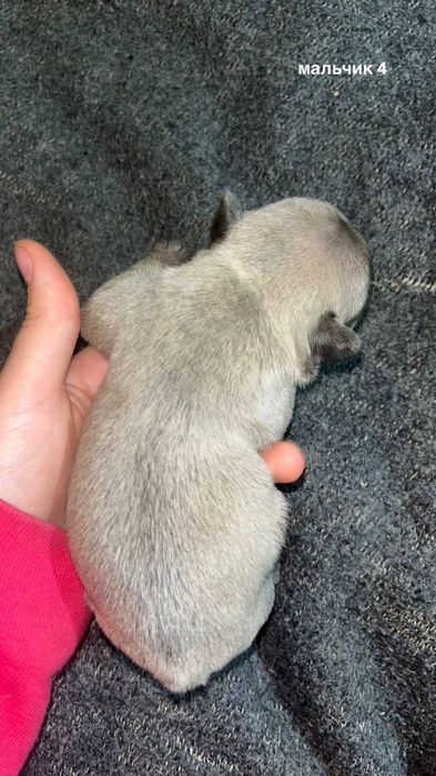Продам щенков французкого бульдога