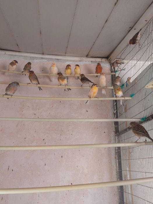 Vendo canários novos