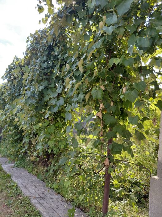 Продається будинок Хустський район, с,Бронька