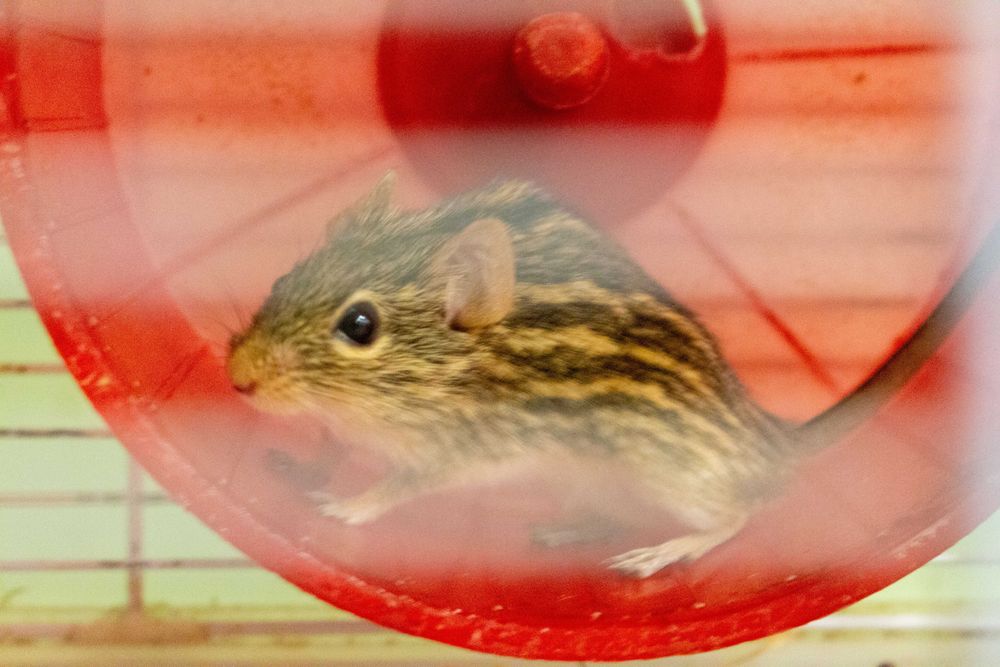 Młode Myszy Berberyjskie