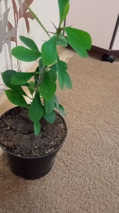 Молочай міля продам