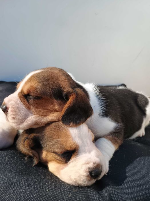 Beagle szczeniak