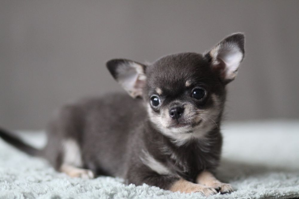 *** Chihuahua krótkowłosa suczka**