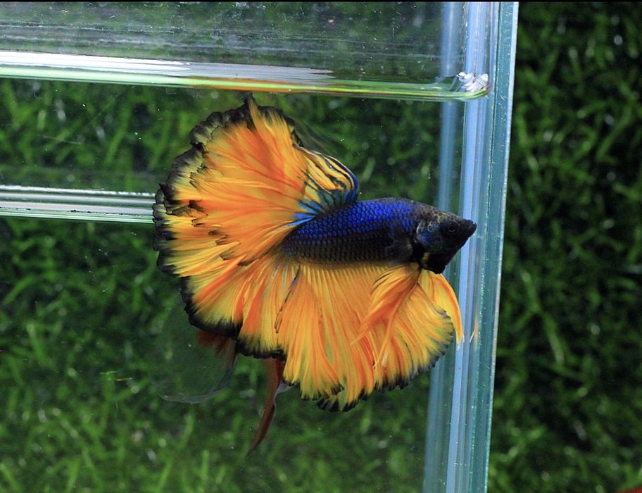 Bettas de seleção -Variedades de Importacão