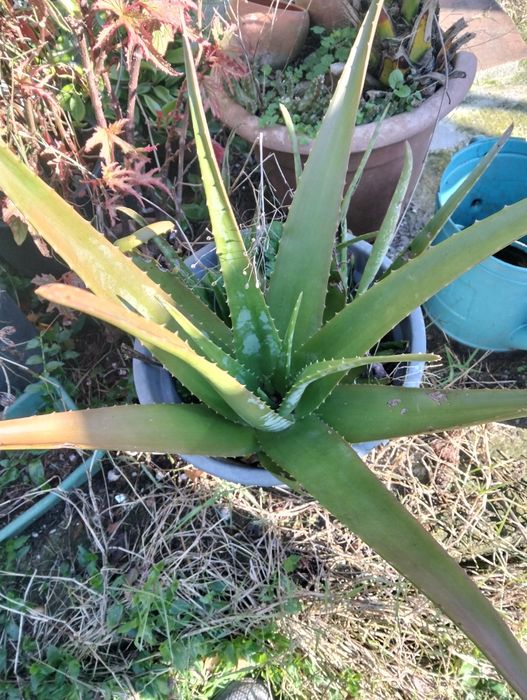 Plantas ornamentais e suculentas