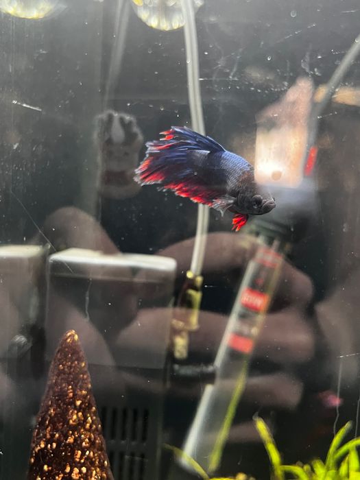 Рибки півники betta