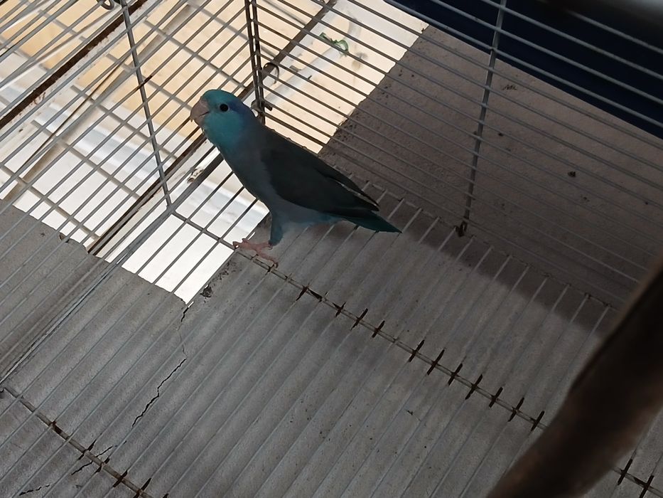 Forpu macho adulto