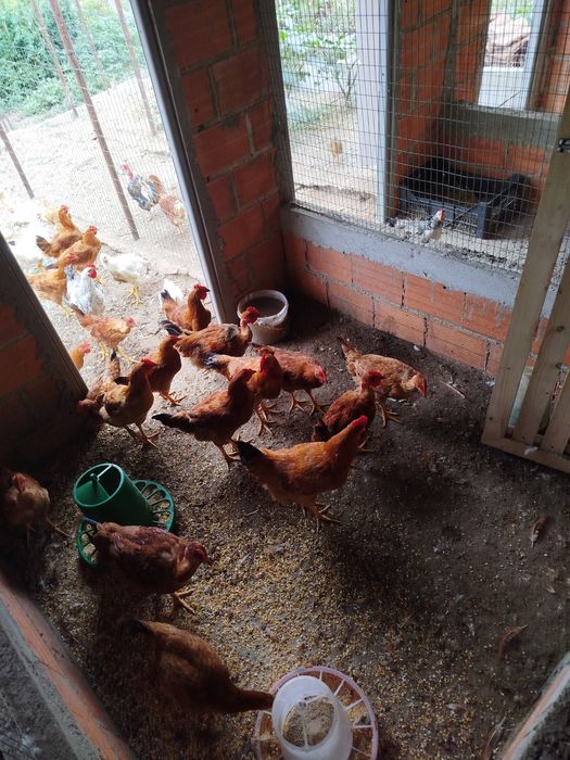 Galos Caseiros à Venda