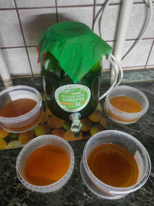 Чайний гриб, чайный гриб, комбуча: 50 грн. - Продукти харчування ...