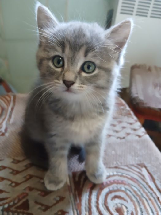 жывотные котёнок