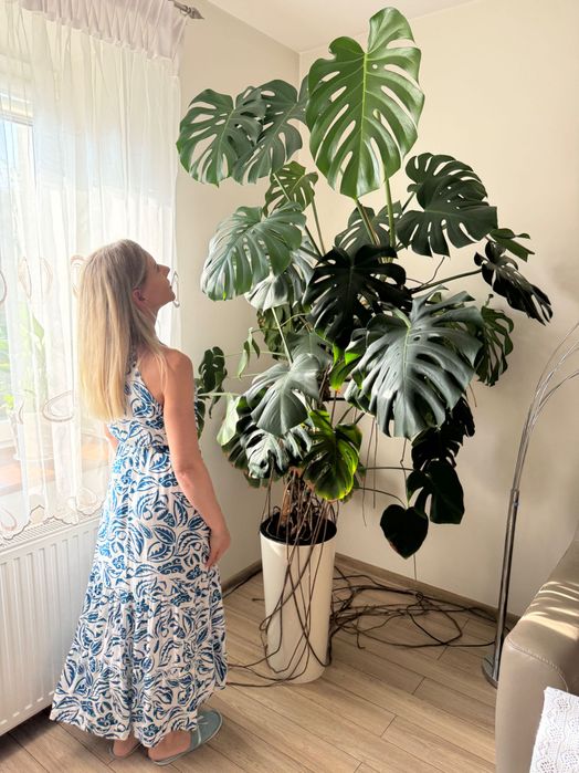Kwiat doniczkowy Monstera