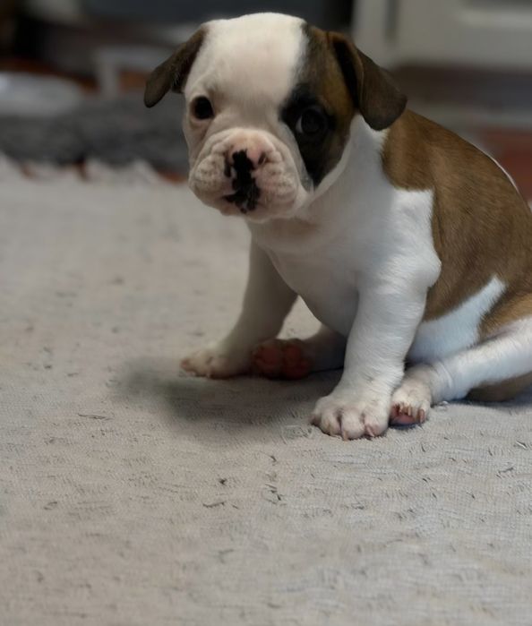 Buldogue Francês