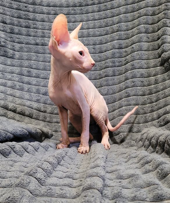 Gatinho sphynx rosa