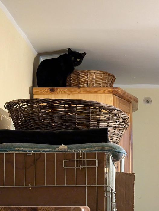 SZCZERBATKA szuka domu