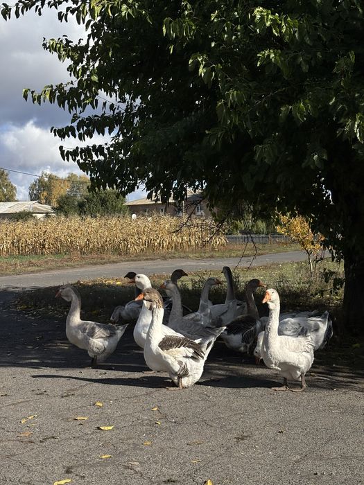 Холмогори 2025р. Можливий отп та торг