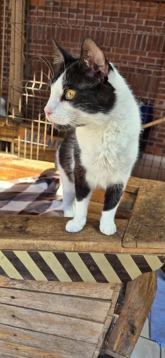 Fantastyczny kocur szuka przyjaciela