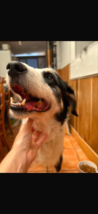 Cão para adoção responsável