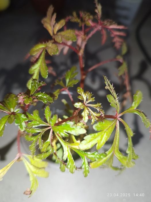 Бегонія Amphioxus, Autumn Ember