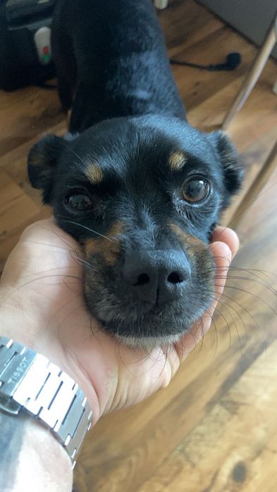 Sunia Tosia szuka domu. Adopcja darmowa