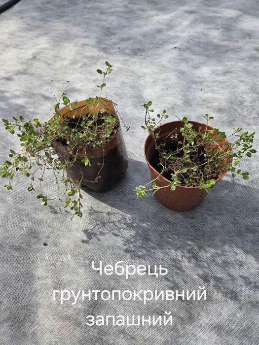 Продаються рослини в горшечках: Бузок білий махровий і фіолетовий напівмахровий, Чорноплідна горобина, Чебрець запашний грунтопокривний, Жимолость шап