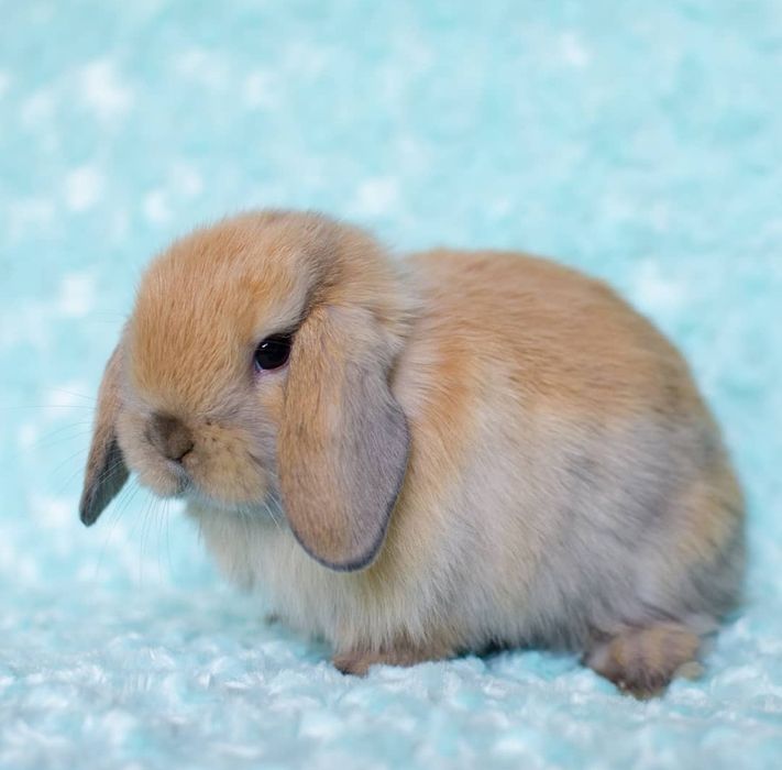 KIT Coelhos anões orelhudos, mini lop desparasitados