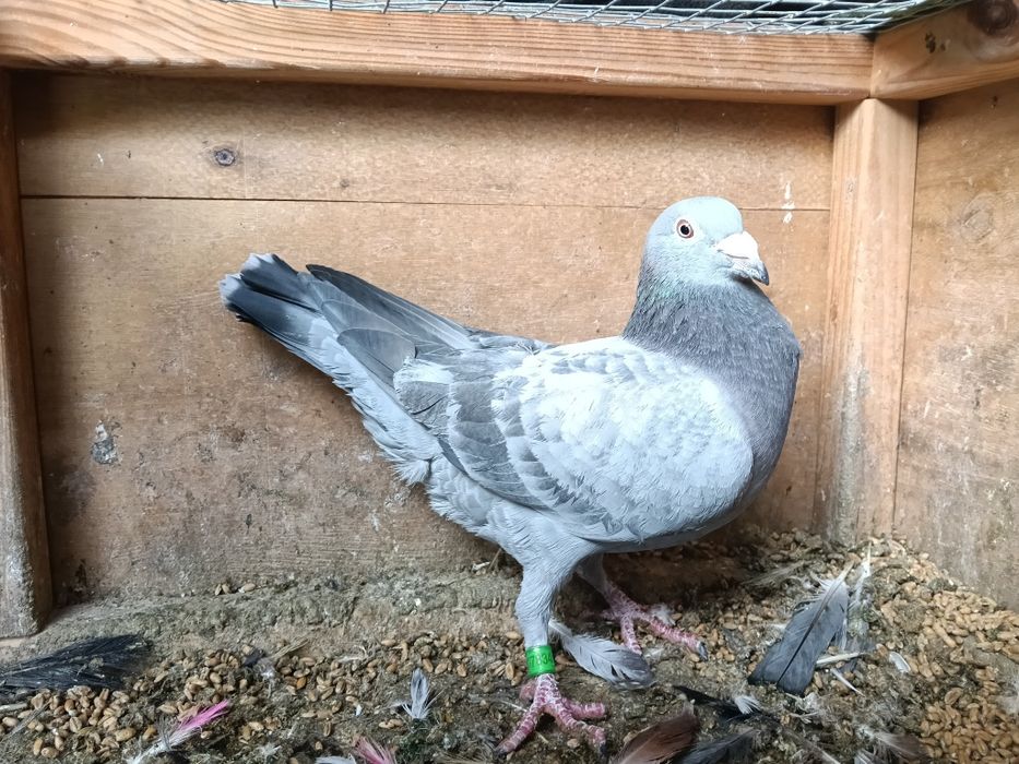 Gołębie pocztowe zagraniczne  NL RO