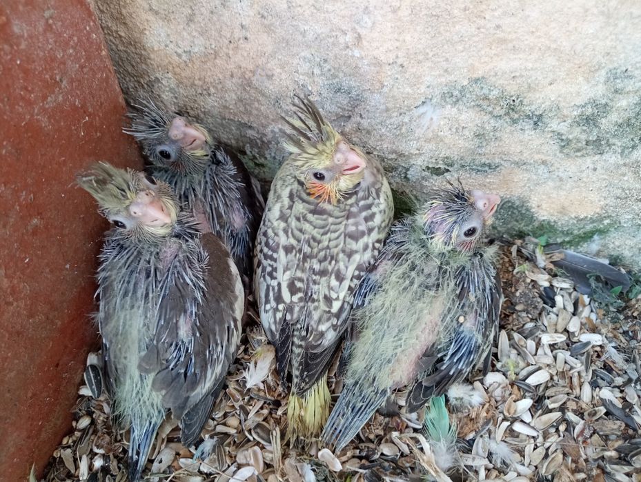 Caturras para criar à mão
