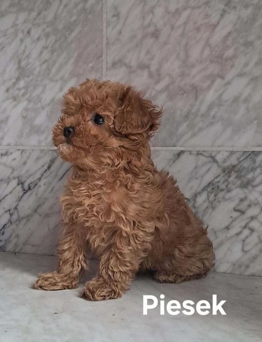Cavapoo f1 piesek cavalier x pudel toy 11 tyg aktualne