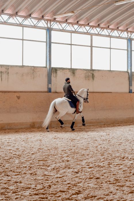 Cavalo cruzado 10 anos