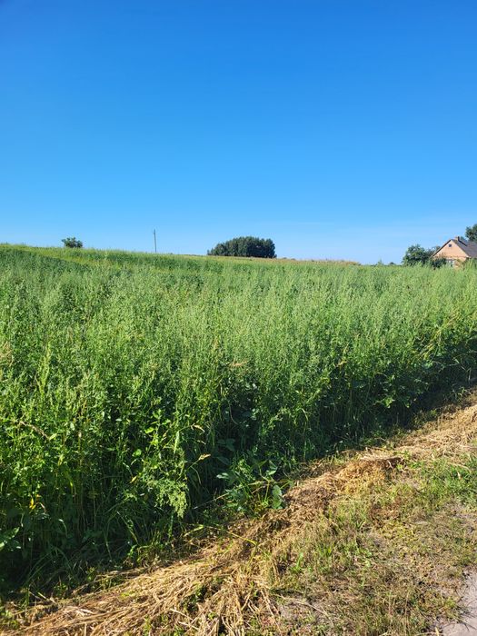 Земельна ділянка с.Новокотів