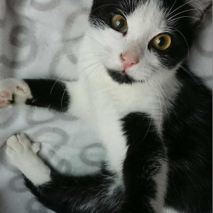 Котик Томік у пошуках люблячої сім'ї