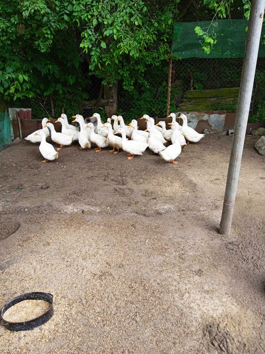 Świeże wiejskie jaja.