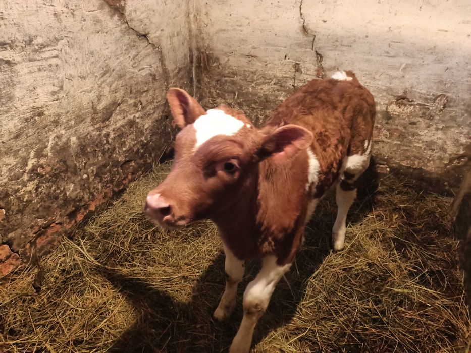 Продам дві телиці