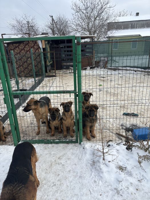 Продаются щенки німецької вівчарки
