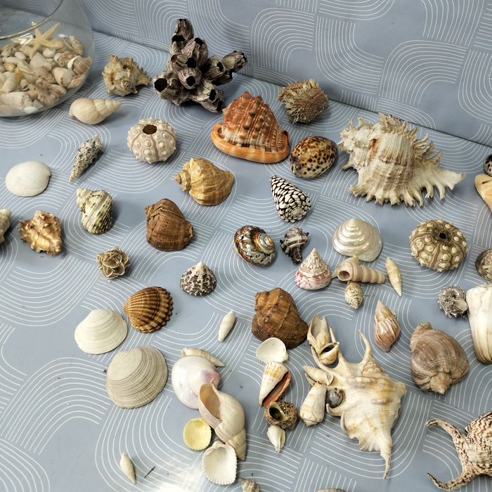 Piękne muszle dekoracja